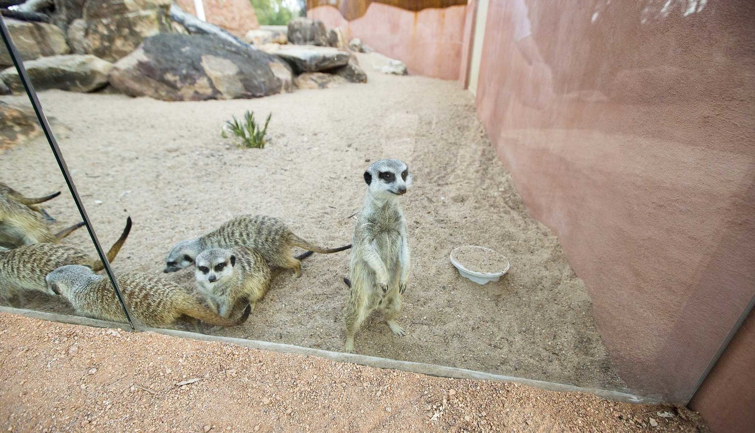 Meerkat Enclosure Taronga Western Plains Zoo